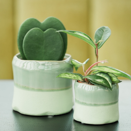 Hoya — Duijn-Hove